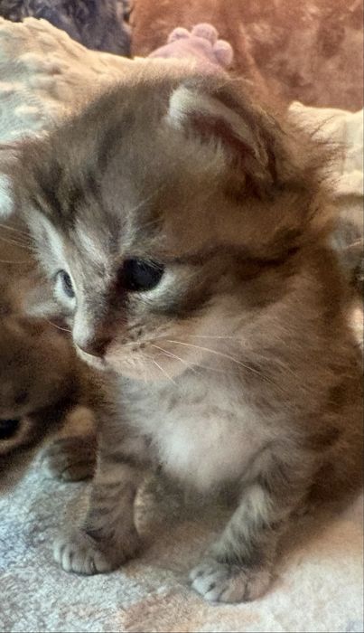 Mercedes Śliczna malutka dziewczynka maine coon