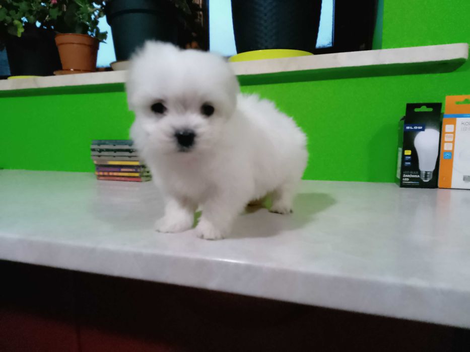 Maltańczyk szczeniaczek suczka.