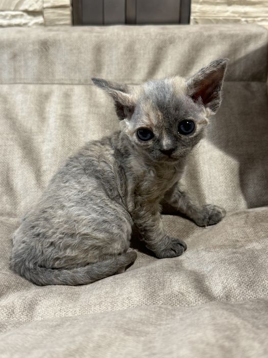 Cyntiah   ZAREZERWOWANA - prawdziwa księżniczka Devon Rex