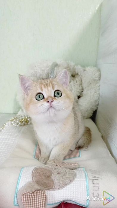 ОЧЕНЬ ласковая девочка золотая шиншилла