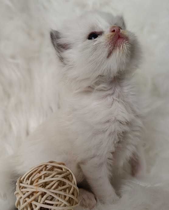 Ragdoll  kocurek z rodowodem WCF