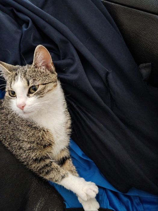 Kotka do adopcji