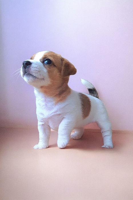 Породні, красиві, розумні.