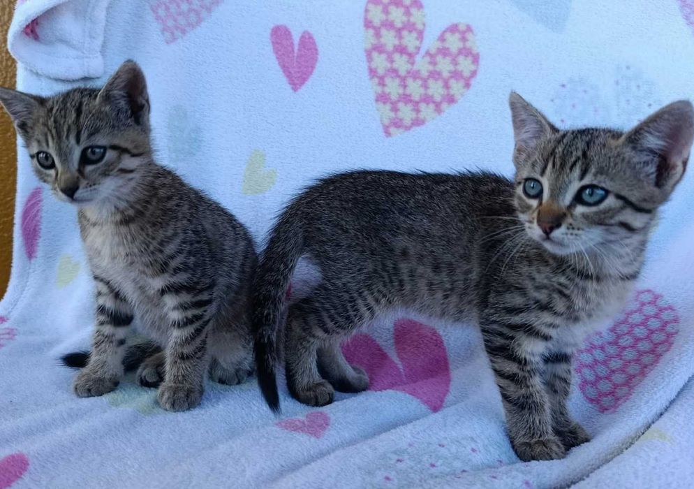 Kocurek do adopcji