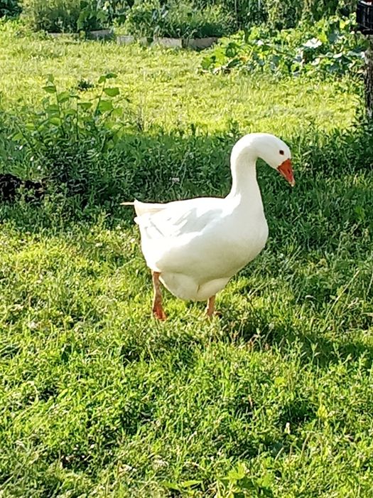 Dwie gąski i gęsiora odstąpię