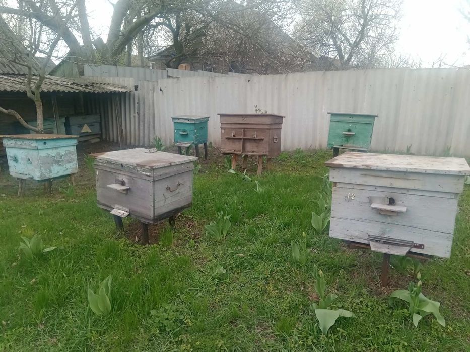 Продам пчёл 200 грн рамка