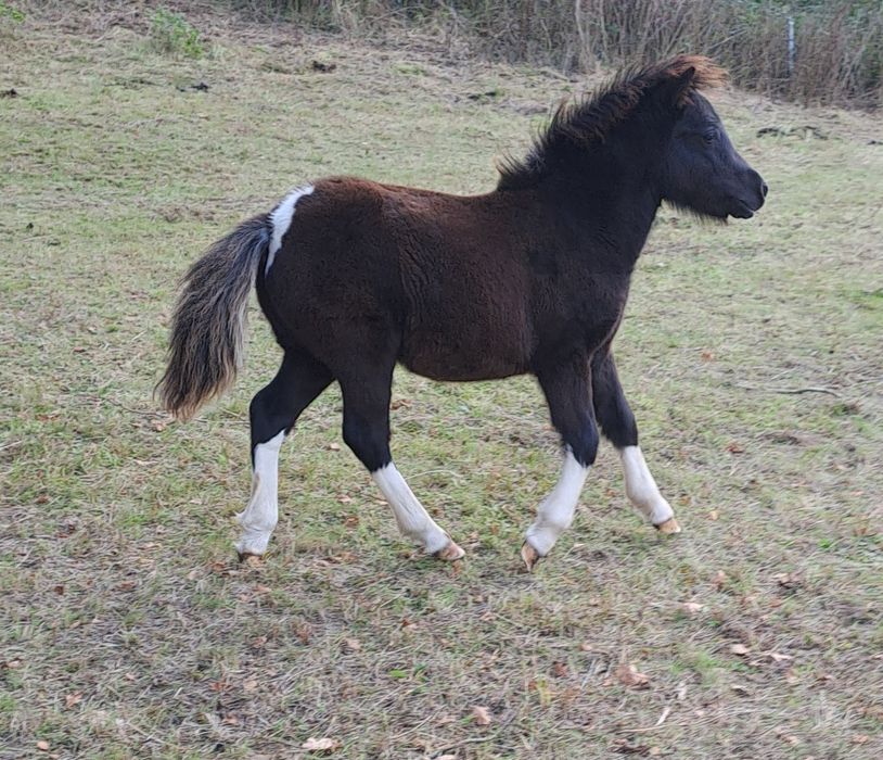 Klacz ogier kuc sprzedaż