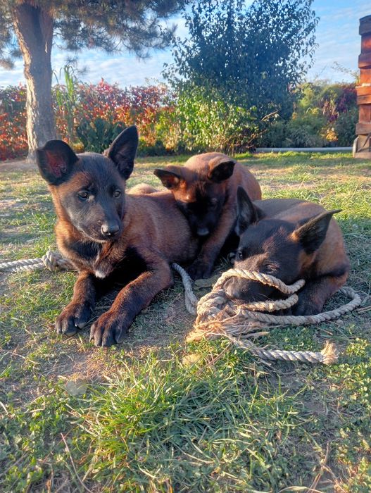 Owczarek belgijski malinois