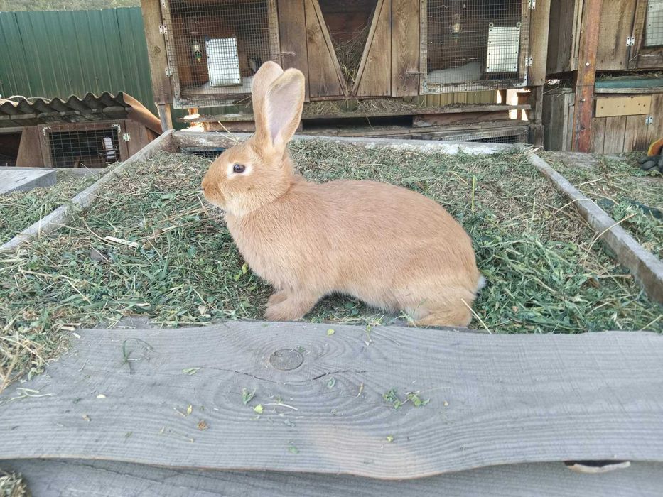 Кролі Бургундія, Каліфорнія, Фландр, строкач