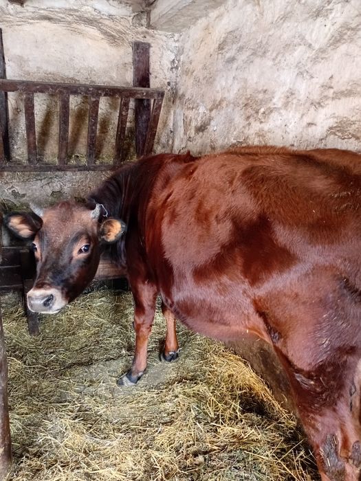 Джерсей,чистопородна