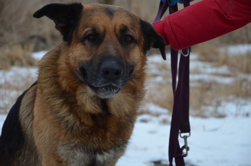 Duży jak Hagrid, czuły jak aniołek – poznaj mnie
