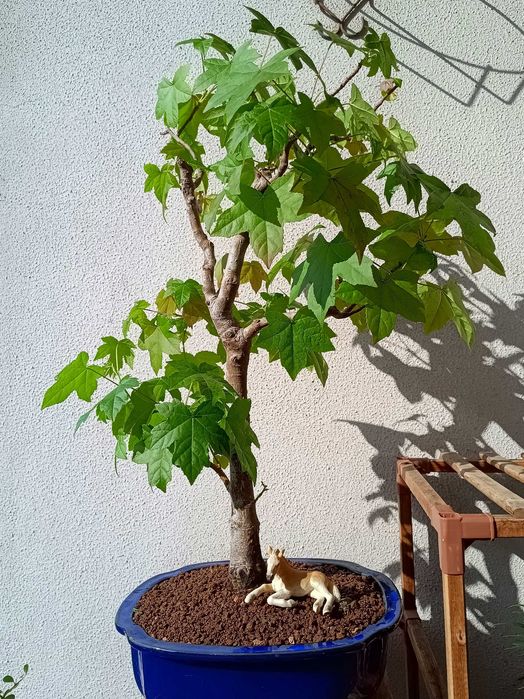 Bonsai Liquidambar Styraciflua 22 anos