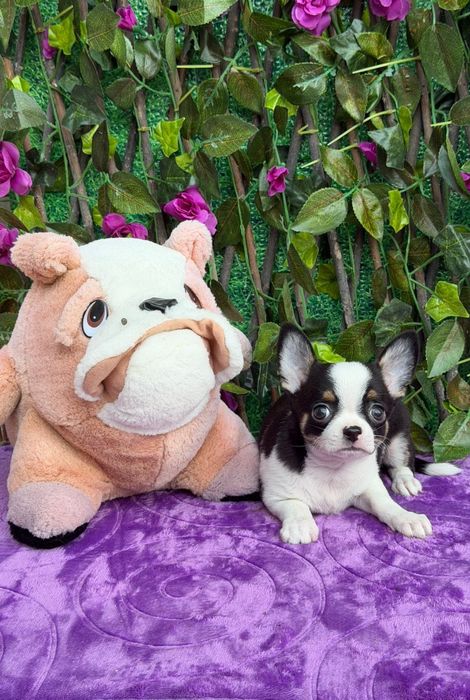 Chihuahua Macho Mini