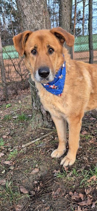 Piesek około siedem lat