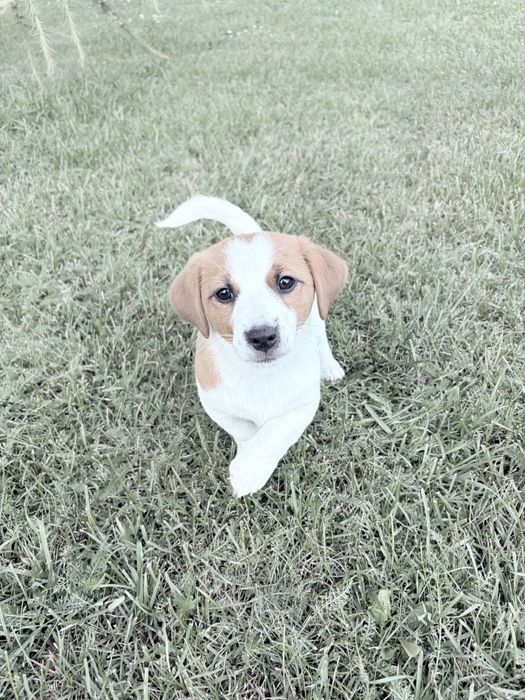 Jack Russell Terrier –  suczka Jagoda