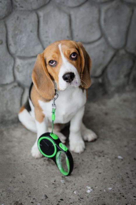 Віддамо собаку в хороші руки
