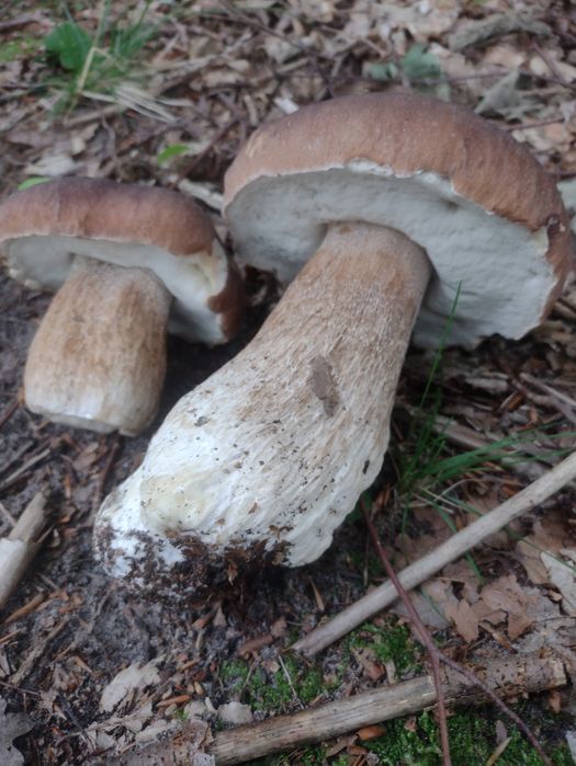 Grzyby suszone Borowiki