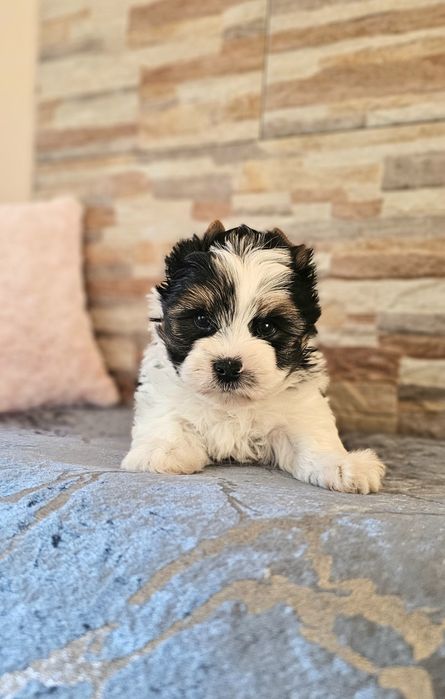 Yorkshire Terrier Biewer piesek