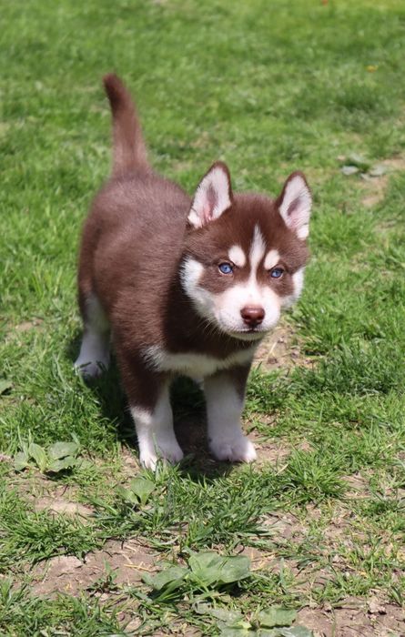 Zjawiskowy chłopczyk siberian husky ZKwP FCI