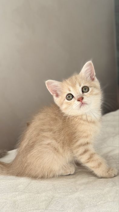 Осінні антидеприсанти