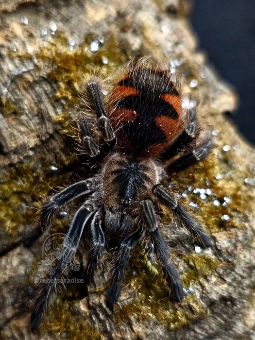 Ptasznik Pamphobeteus sp. mascara samiec 2.5DC