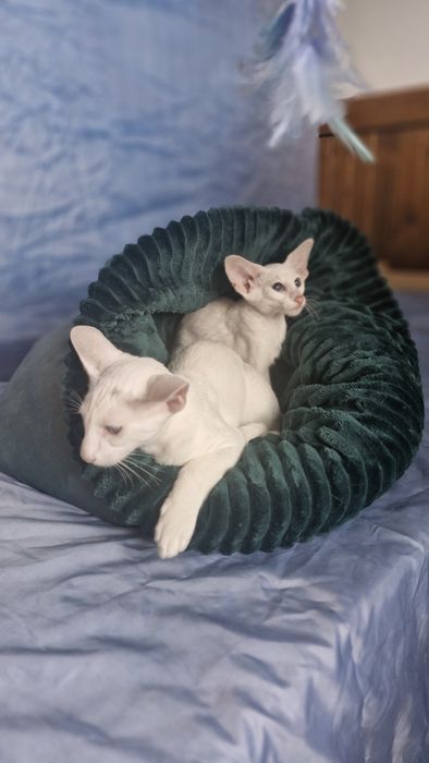 Peterbald koteczka