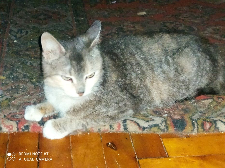 Кошечка в ответственные любящие руки