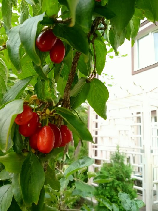 Акція- Апартаменти дворівневі в клубному будинку с садом та мангалом