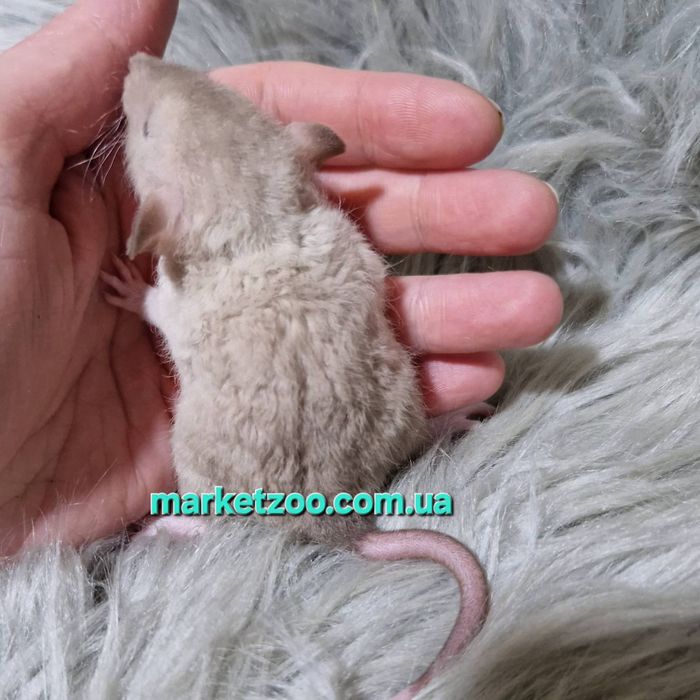 Щурики Дамбо та Дамбо рекс, крысы, крыса, крысята,