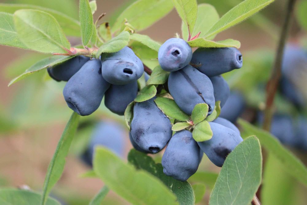 Jagoda Kamczacka Duże Sadzonki 10 Odmian ! Owocujące