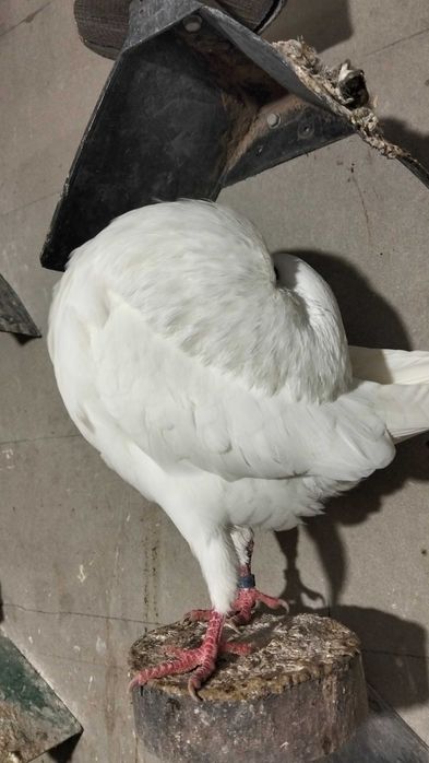 Garłacz amsterdamski samiec