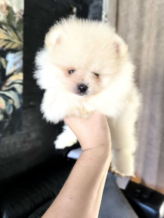 Spitz Mini.  Lulu da Pomerânia . Laranja. Linhagem Russa