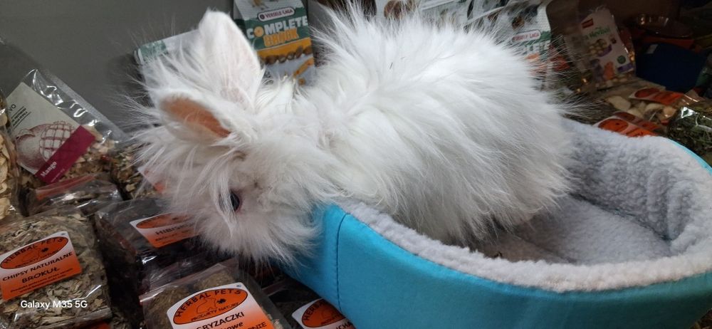 Królik jak marzenie