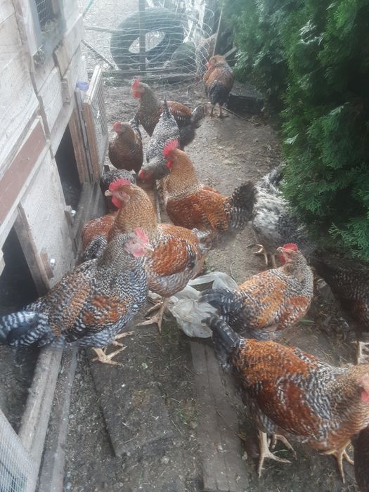 Kogut mięsny duży na rosół