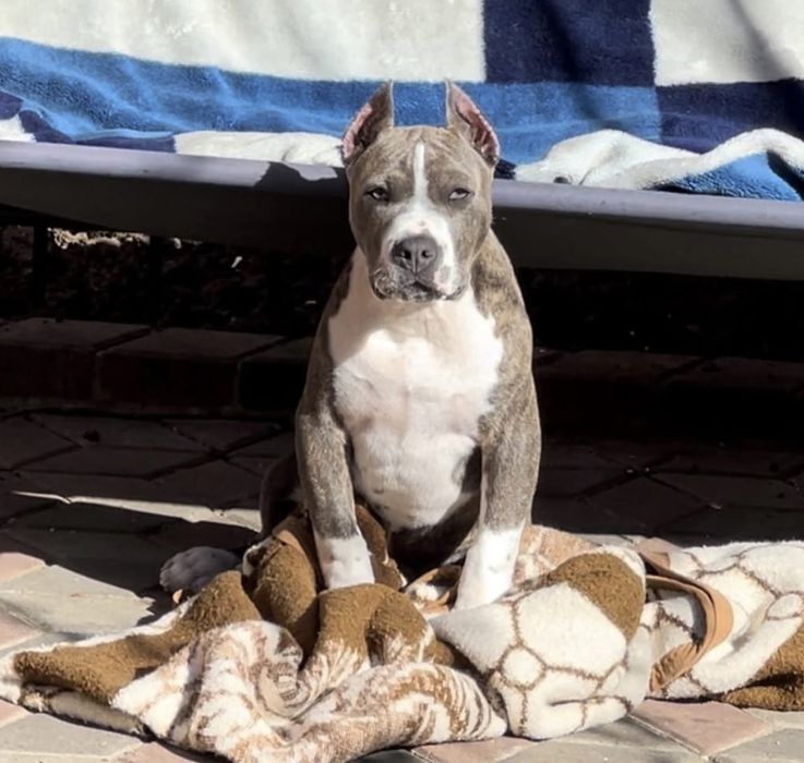 Ам Стафоршидский терьер кобель вязка,без щенка