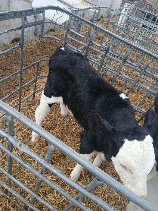 Byczki jałówki cielaki