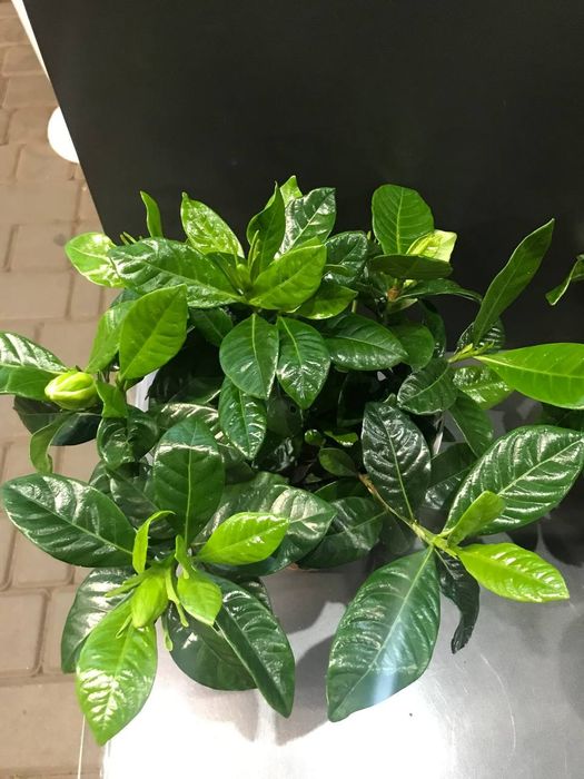 Гардения Жасміновидная