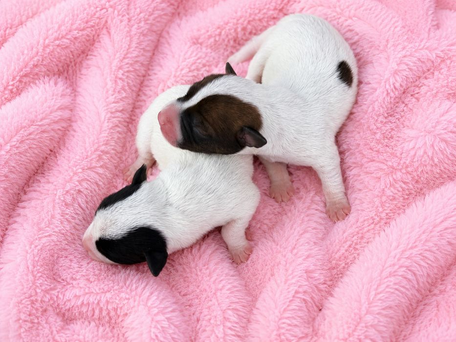 Jack Russell Terrier – suczka gładkowłosa – przyjmuję rezerwacje