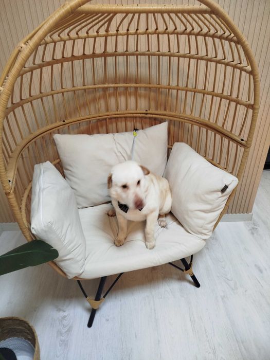 Cão para adotar, porte médio