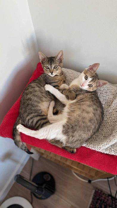 Uroczy duet - Kasia i Karolina szukają domu!