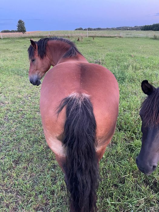 Klacz idealna w spokojny teren