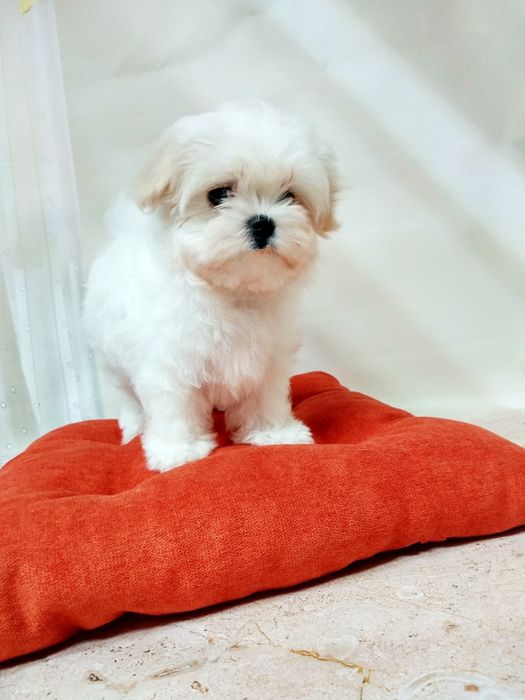 Мальтезе  хлопчики та дівчатка