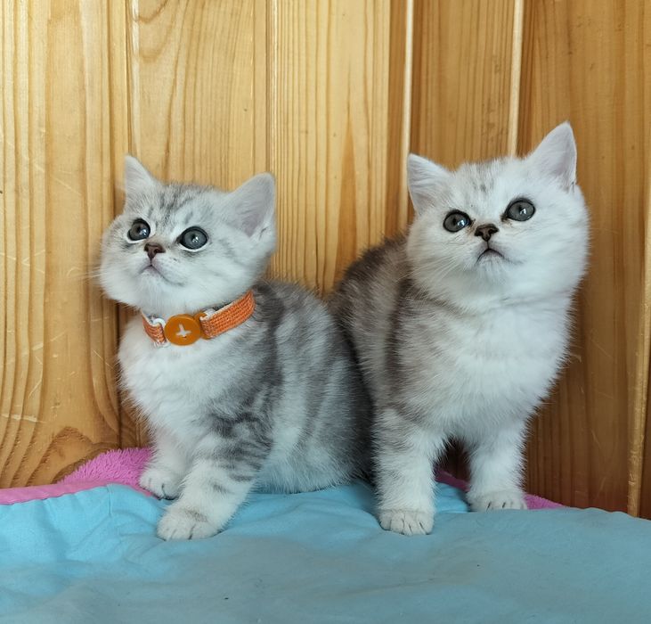 Маленькі мраморні хлопчики