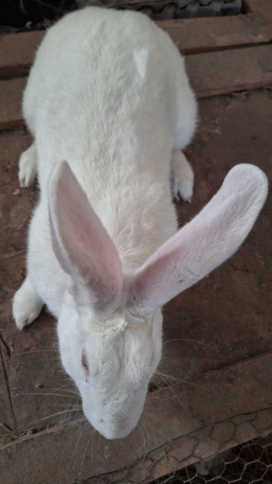 Termondzkie samce i samice dorosle