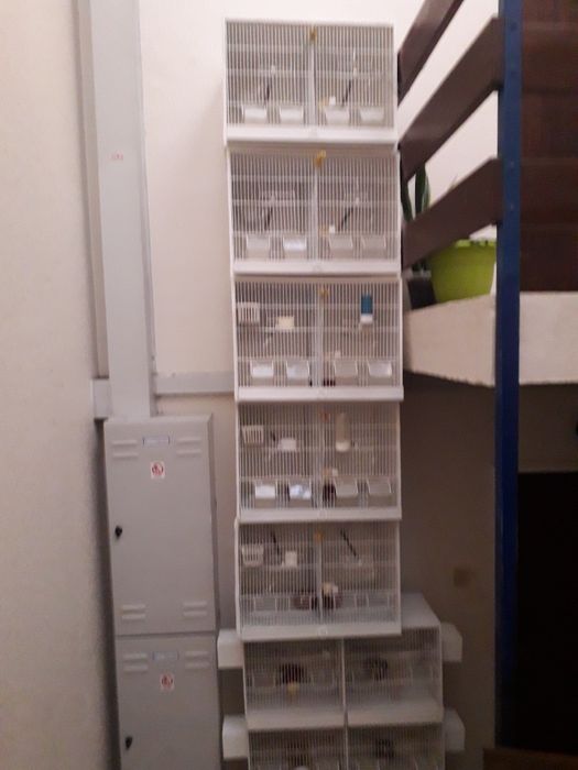 Viveiros para passaros