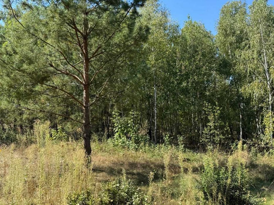 Продаж земельної ділянки 50 соток під будівництво с.Верлок, Житомирська область