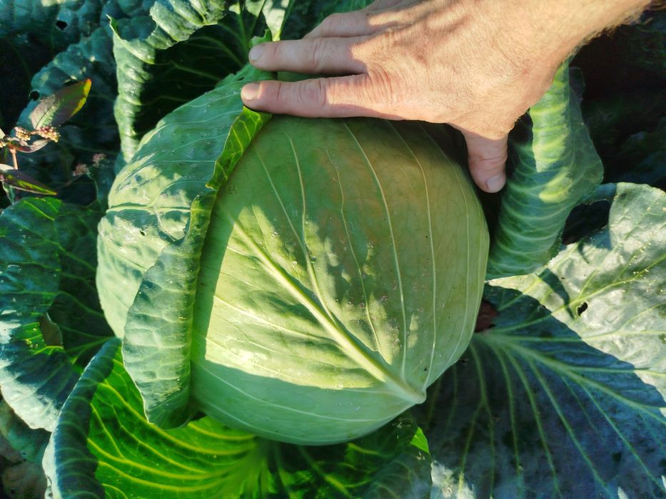 Kapusta Kiszona Naturalna, bez chemii i ulepszaczy.