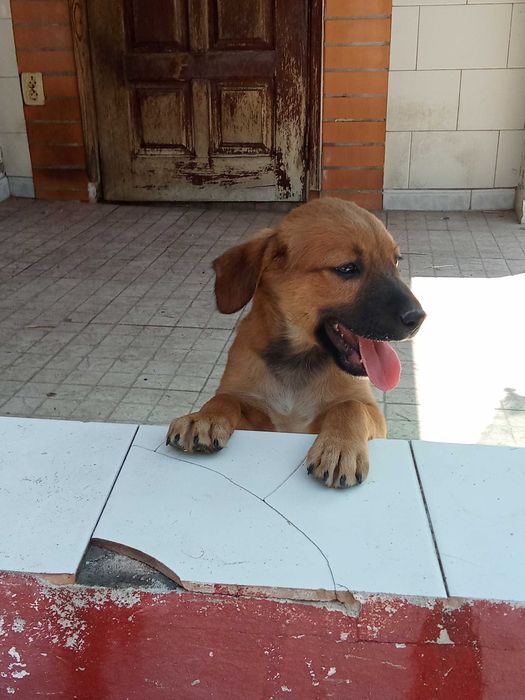 Cachorros pra adoção