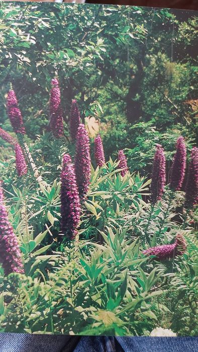 Flores da Madeira de Rui Vieira