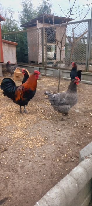 Jaja lęgowe kur marans
